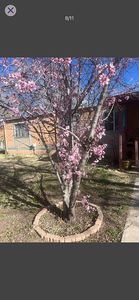 15 Honeyfield Ln, Peralta, NM, 87042