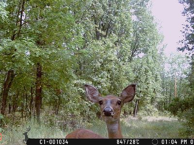 6030 SE 740 Pvt Rd, Collins, MO, 64738