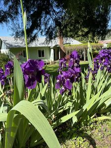 9216 Lookingglass Rd, Roseburg, OR, 97471