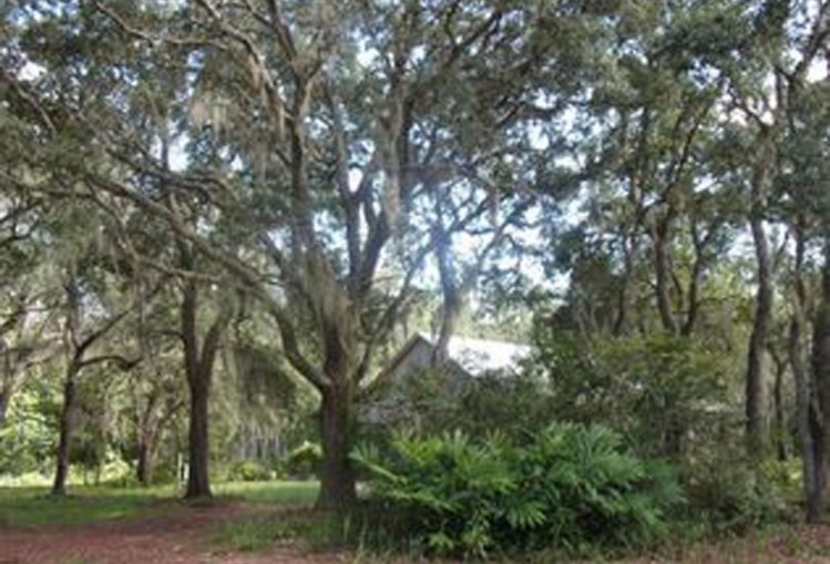 Springs FL tree richmond Cove pruning Green hill,